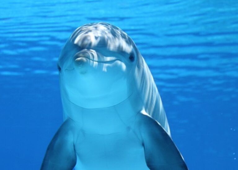 У Новій Зеландії 400-кілограмовий дельфін "приземлився" в човен рибалок