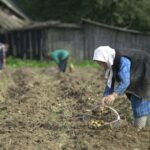 Лукашенко допрацювався до картопляної кризи у Білорусі – ЗМІ