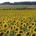На Запоріжжі окупанти зібрали рекордно низький урожай