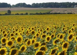 На Запоріжжі окупанти зібрали рекордно низький урожай