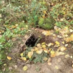 Прикордонна служба Польщі виявила тунель на кордоні з Білоруссю (фото)