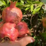 Аграрій із Одещини перетворив пустир на гранатовий сад