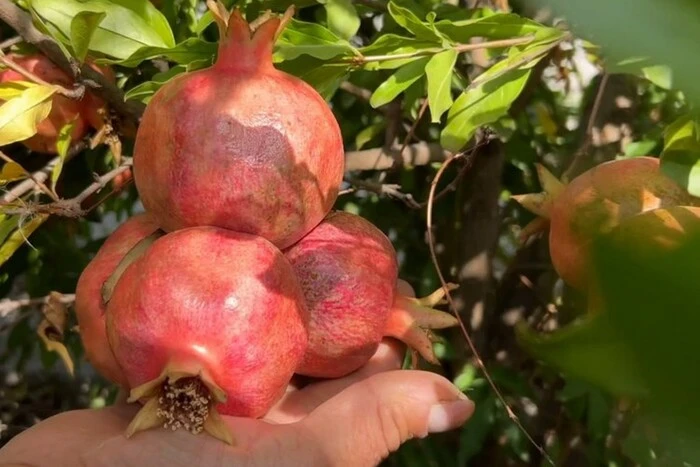 Аграрій із Одещини перетворив пустир на гранатовий сад
