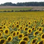 Переробка соняшнику в Україні знизилась до трирічного мінімуму