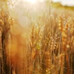 В Україні прогнозують збільшення врожаю на 6%