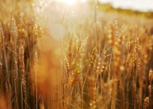 В Україні прогнозують збільшення врожаю на 6%