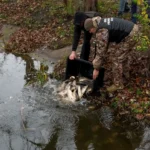 Каскад озер у Бородянці зариблено коропами та білими амурами (фото)