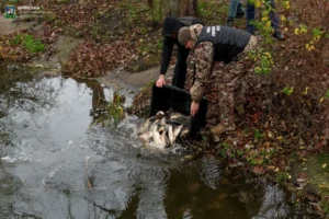 Каскад озер у Бородянці зариблено коропами та білими амурами (фото)