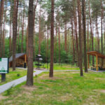 Мільйони за ліси: хто доглядає Волинь і Рівненщину за 40 млн грн і чому лісівники віддали роботу приватникам?