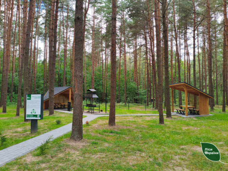 Мільйони за ліси: хто доглядає Волинь і Рівненщину за 40 млн грн і чому лісівники віддали роботу приватникам?