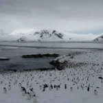 На станцію «Академік Вернадський» повернулися майже 7 тис. пінгвінів (фото)