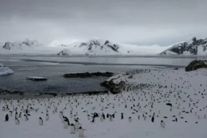 На станцію «Академік Вернадський» повернулися майже 7 тис. пінгвінів (фото)