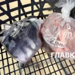 Поліетилен не зник? Як торгові заклади пакують рибу, м’ясо та овочі: огляд цін біопакетів