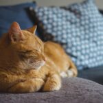 Кішки частіше "розмовляють" із чоловіками, ніж із жінками – вчені