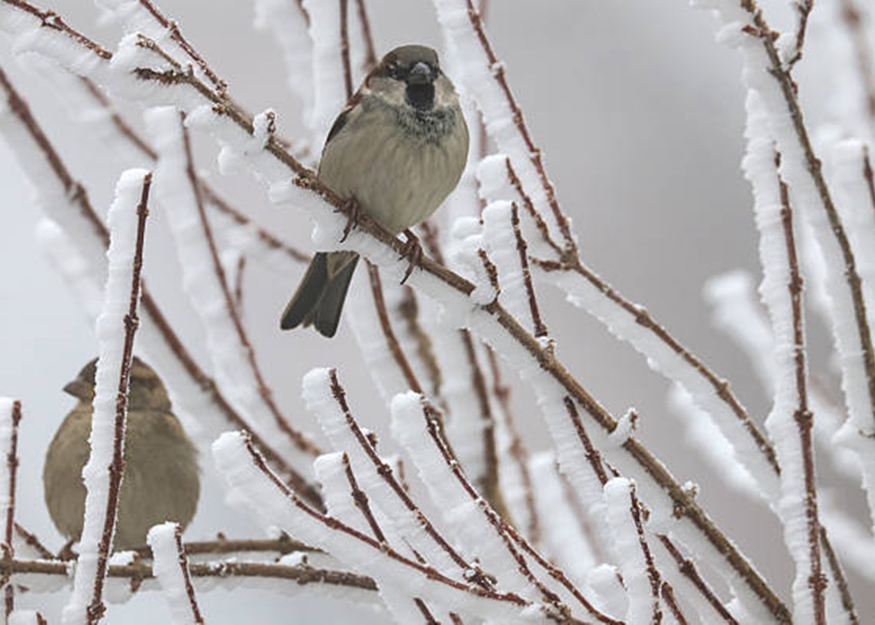 Екстремальні морози: чого чекати від погоди після вихідних
