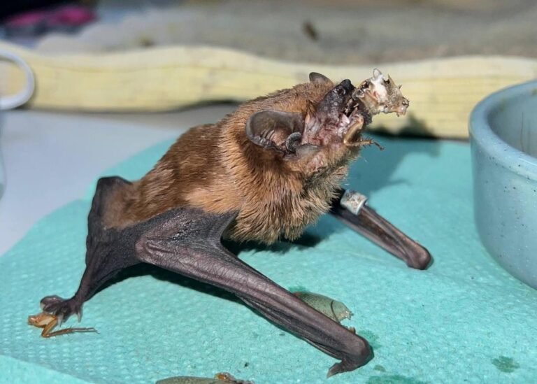 У Харкові на балконі врятували понад 900 кажанів