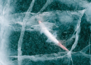 Вчені оживили 24-тисячолітню істоту: вона знову почала розмножуватись