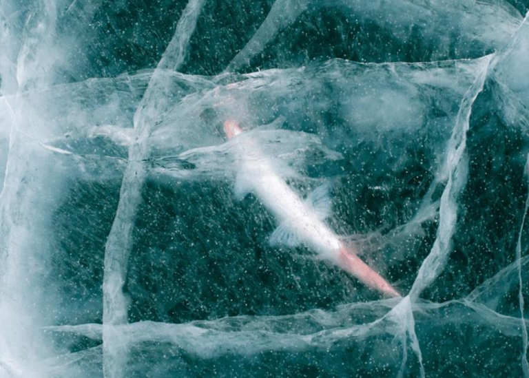 Вчені оживили 24-тисячолітню істоту: вона знову почала розмножуватись