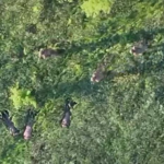 Прикордонники за допомогою БПЛА взяли у полон чотирьох військових РФ