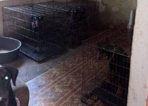 Виснажені та голодні: у Києві в антисанітарних умовах тримали 30 доберманів