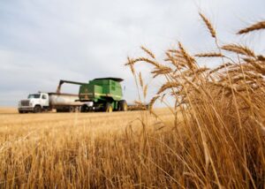 НБУ дав аграріям додаткові 30 днів: через удари РФ змінюють правила експорту зерна та олії